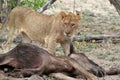 Lioness close-up near her prey after hunting